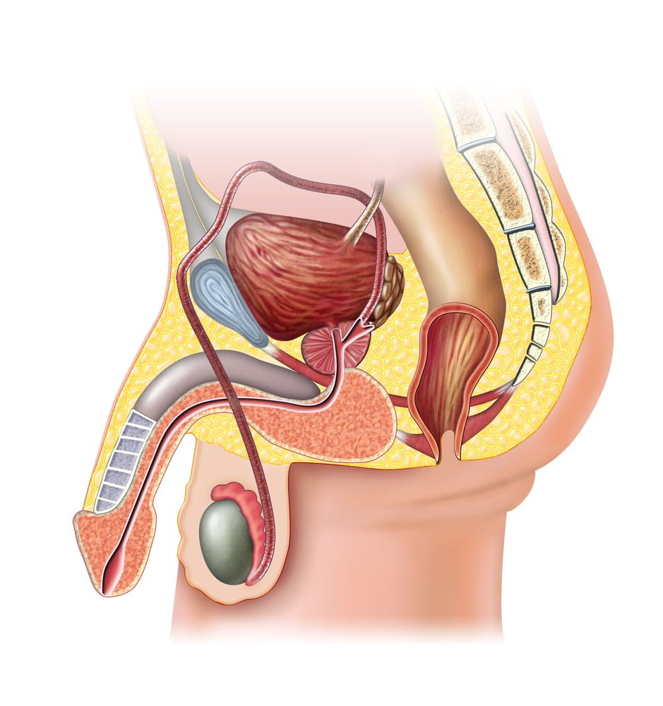 penis anatomia